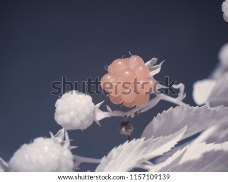 infrared photography - ir photo of a berry or berries