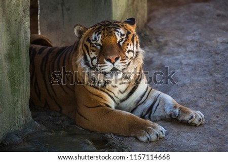 Beautiful horizontal photograph of a resting tiger