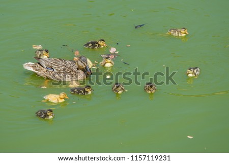 View of gray duck with plenty of adorable little ducklings swimming in green water of pond