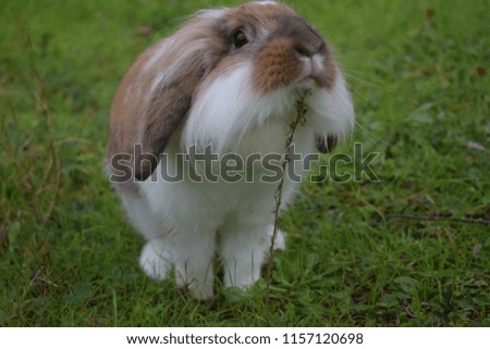 A "fuzzy lop" bunny in a meadow