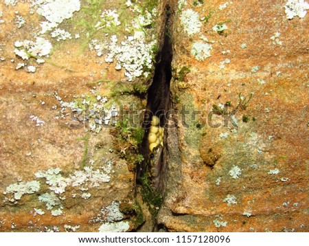 Green Salamander (Aneides aeneus) guarding her eggs in a crevice, Mississippi