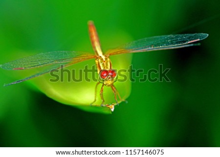 A Dragonfly on leaf