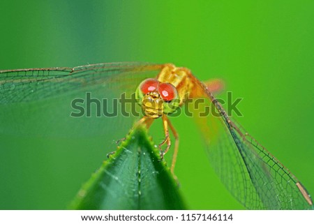 A Dragonfly on leaf