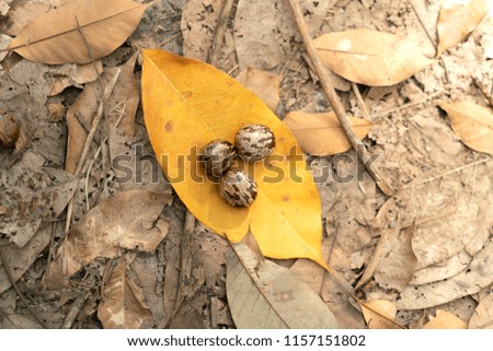 Rubber latex seed with rubber leaf background