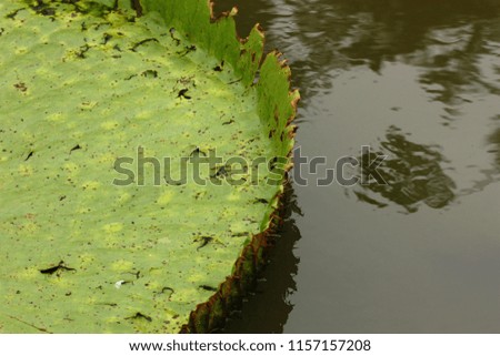 close up of  Victoria waterlily in pool