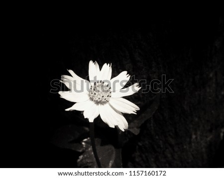 Black and white style ; white grass flower and black background.