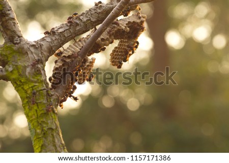 Pictures of old trees with wasp nest, help build a nest in the morning, bright sunlight is seen as a bokeh.