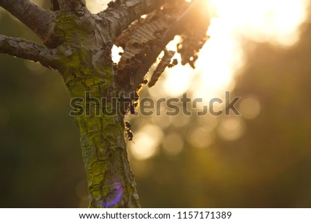 Pictures of old trees with wasp nest, help build a nest in the morning, bright sunlight is seen as a bokeh.