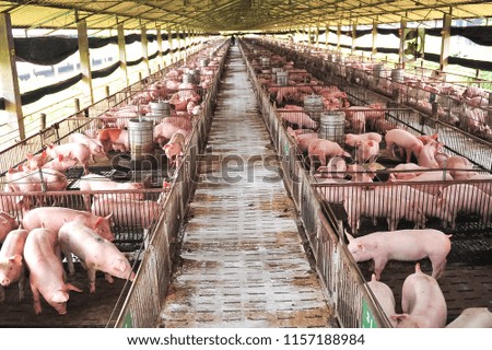 Pink pig in a nursery Royalty-Free Stock Photo #1157188984
