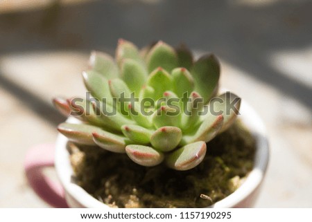 a pot of cute succulents