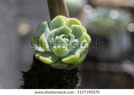 a pot of cute succulents