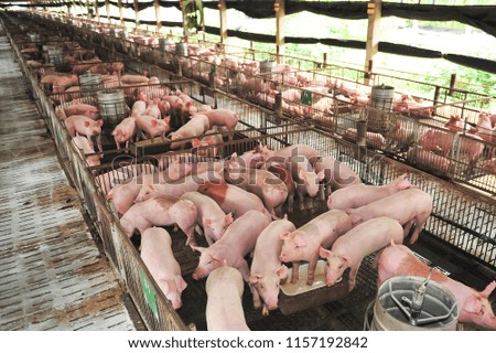 Pink pig in a nursery pen Royalty-Free Stock Photo #1157192842