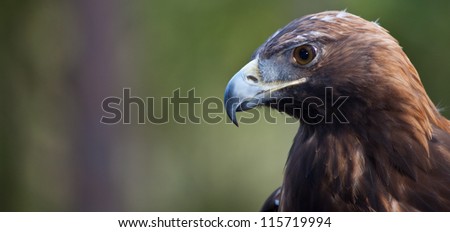 A Golden Eagle peers out into the distance searching for his next meal.