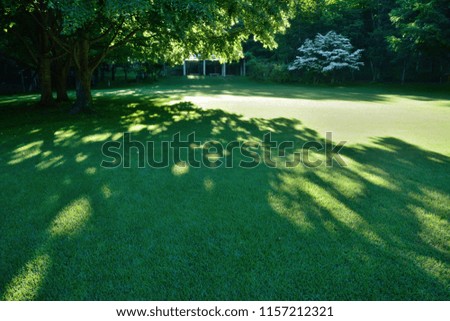 Cool green field with tree shade in forest