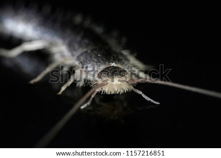 Macro photo of a Silverfish (Lepisma saccharina) on a black studio background
