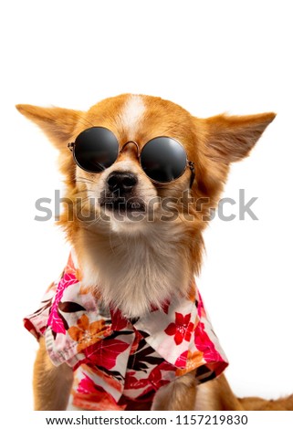 Chihuahua dog wearing a colorful shirt and black glasses. On a white background