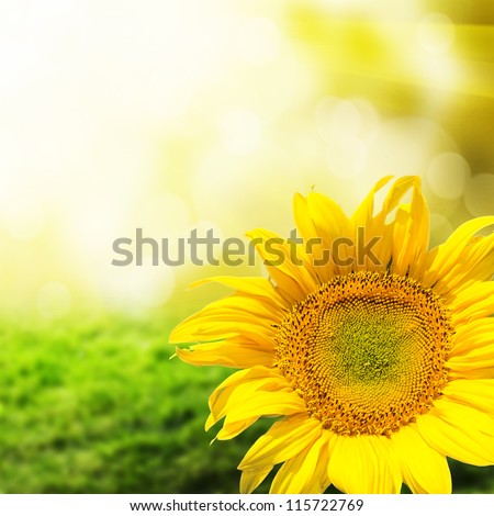 Abstract background with sunflowers over field and sunlight