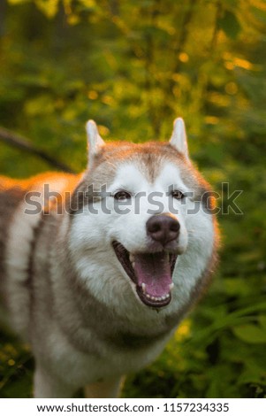 Close-up Portrait ofhappy and beautiful siberian husky dog looks like a wolf, standing in the forest