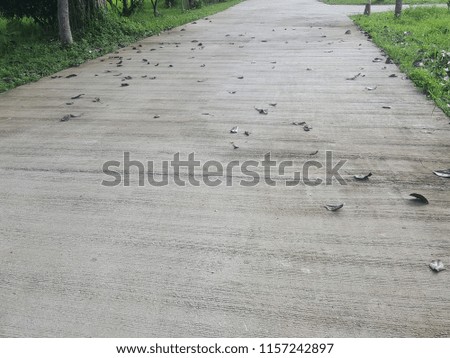The road is made of gray concrete, with dry brown leaves placed on top.