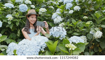 Woman taking photo on cellphone in Hydrangea field