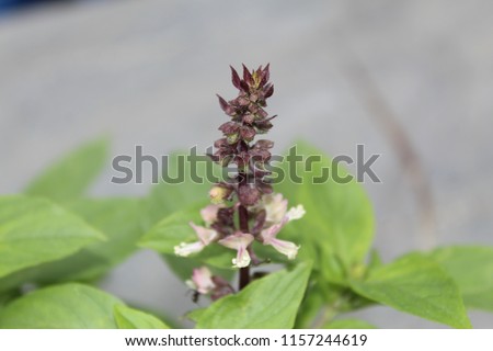 African Blue Basil (Ocimum kilimandscharicum × basilicum 'Dark Opal') Camphor Basil – Kapoor Tulsi Flowers and buds blooming.is one of a few types of basil that are perennial. It is a sterile hybrid.