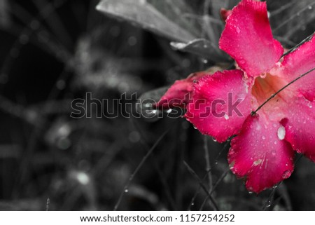 Selective focus of dew on red flower on blurred monochome background with copy space