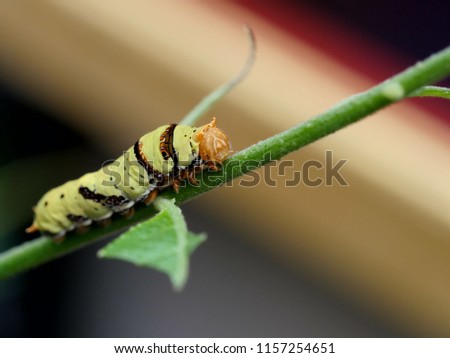 Swallowtail caterpillar slowly crawling on tree twig background