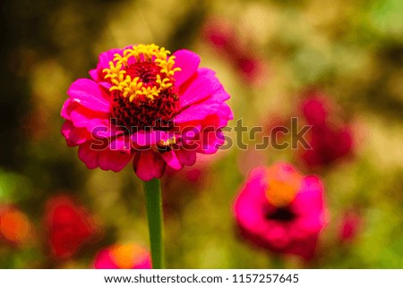 Close up of wild pink flower in nature.