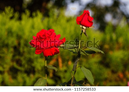 Close up of wild red rose flower in nature.