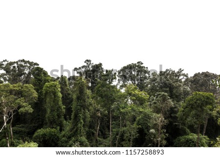 Forest or Trees many with isolated white background this has clipping path. / Forest on white background. Royalty-Free Stock Photo #1157258893