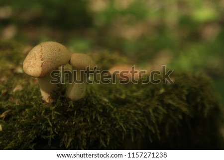Mushrooms give each other kisses in the Nettle forest.