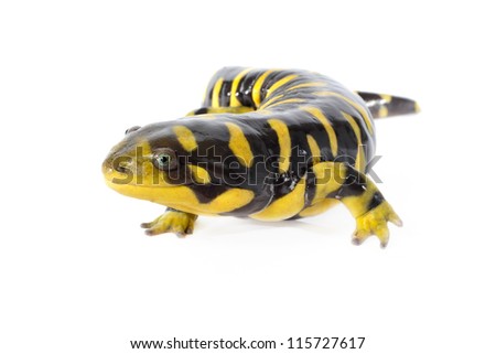 tiger salamander on white