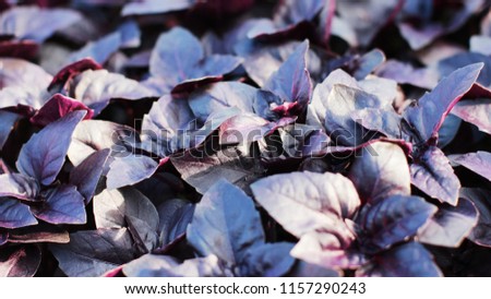 Fresh purple Basil leaves background banner