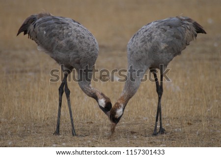 Cranes in Gallocanta