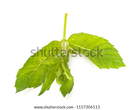 mint leaf in front of white background