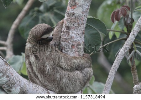 Three toed Sloth in Cecropia tree (their favourite food)