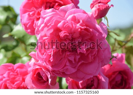 Rosa × damascena. Damask rose. bright pink damask rosebud macro. Flowers background