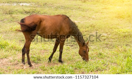 Red horse graze on a light yellow background.