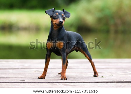 Black and tan miniature pinscher portrait on summer time.  German miniature pinscher standing outdoors on a wooden pier with green background. Smart and cute pincher with funny ears and round eyes Royalty-Free Stock Photo #1157331616