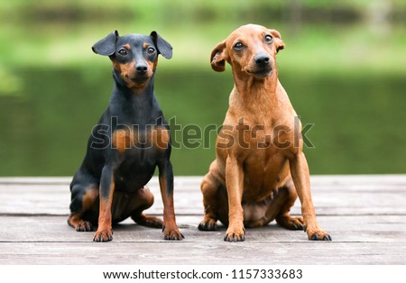 Sable brown and black and tan miniature pinscher portrait on summer time.  German miniature pinscher sitting outdoors on a wooden pier with green background. Smart and cute pincher with big funny ears Royalty-Free Stock Photo #1157333683