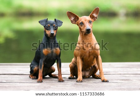 Sable brown and black and tan miniature pinscher portrait on summer time.  German miniature pinscher sitting outdoors on a wooden pier with green background. Smart and cute pincher with big funny ears Royalty-Free Stock Photo #1157333686