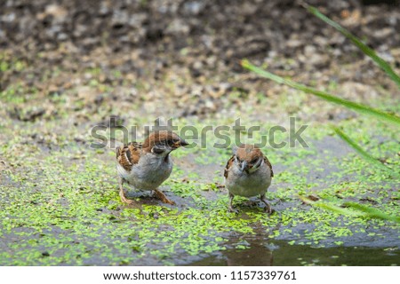Closeup of sparrows near water in pond