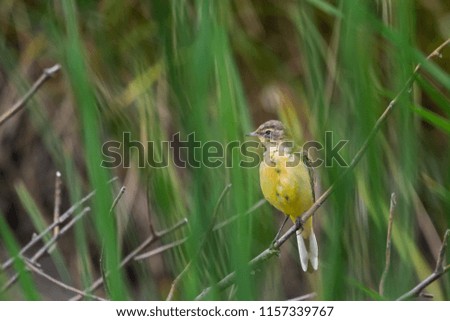 Yellow wagtail on a young branch, in the wind and against the background of a green field