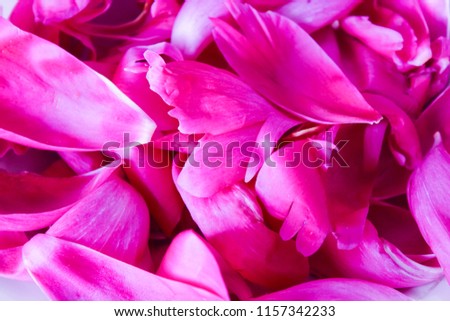 pink petals of peonies, background