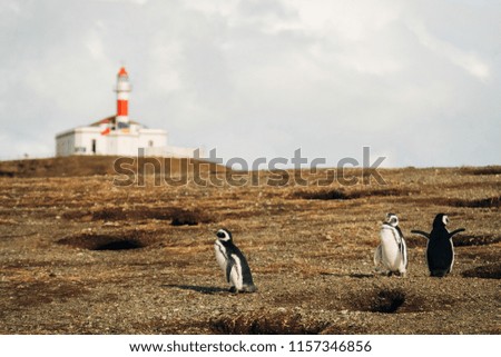 three black-and-white penguins on the background of their nests and a white-red lighthouse. Magdalena Island, Chile