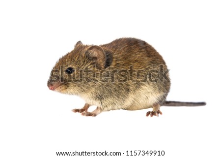 Bank vole (Myodes glareolus; formerly Clethrionomys glareolus). Small vole with red-brown fur walking on white background Royalty-Free Stock Photo #1157349910