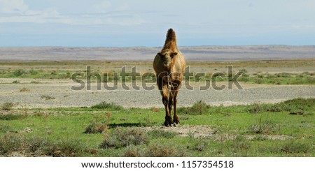 camel in the gobi desert in Mongolia