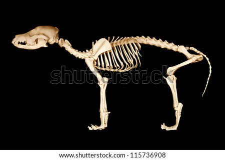 Skeleton of dog on black background Royalty-Free Stock Photo #115736908