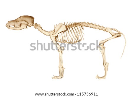 Skeleton of dog on isolated white background Royalty-Free Stock Photo #115736911