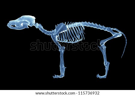 Skeleton X - ray of dog on black background Royalty-Free Stock Photo #115736932